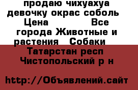 продаю чихуахуа девочку,окрас соболь › Цена ­ 25 000 - Все города Животные и растения » Собаки   . Татарстан респ.,Чистопольский р-н